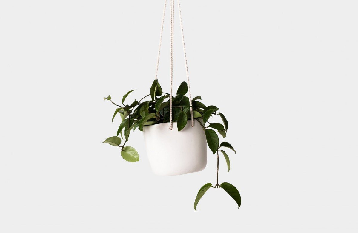 Green Plant