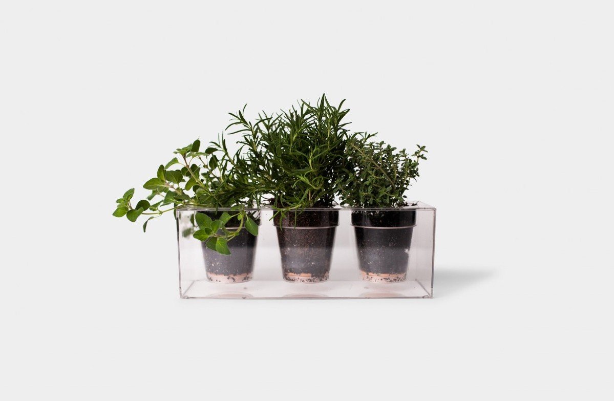 Green Plants