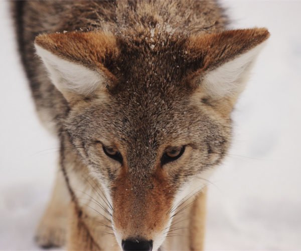 Fox in Snow
