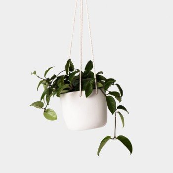 Green Plant