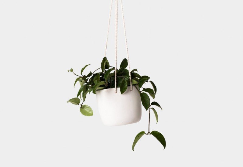 Green Plant