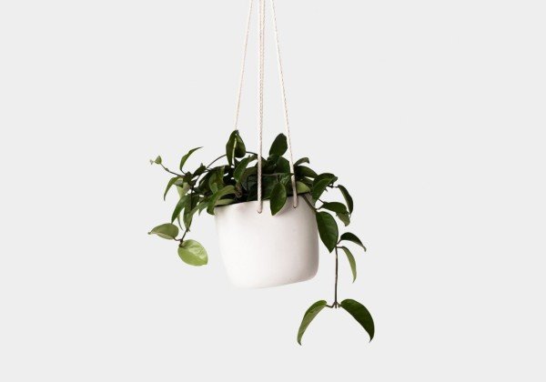 Green Plant