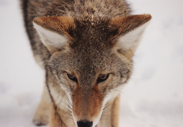 Fox in Snow