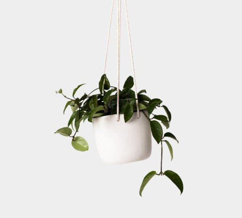 Green Leaves