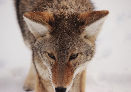 Fox in Snow
